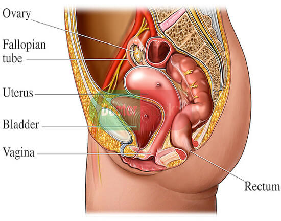 Sexual Problems in Female