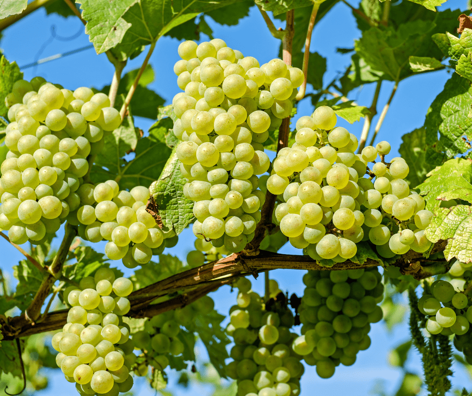 কোলেস্টেরল নিয়ে দুশ্চিন্তা!